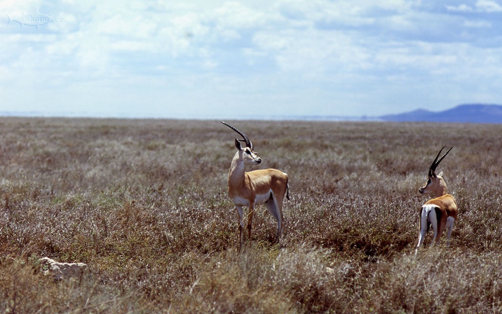 serengeti