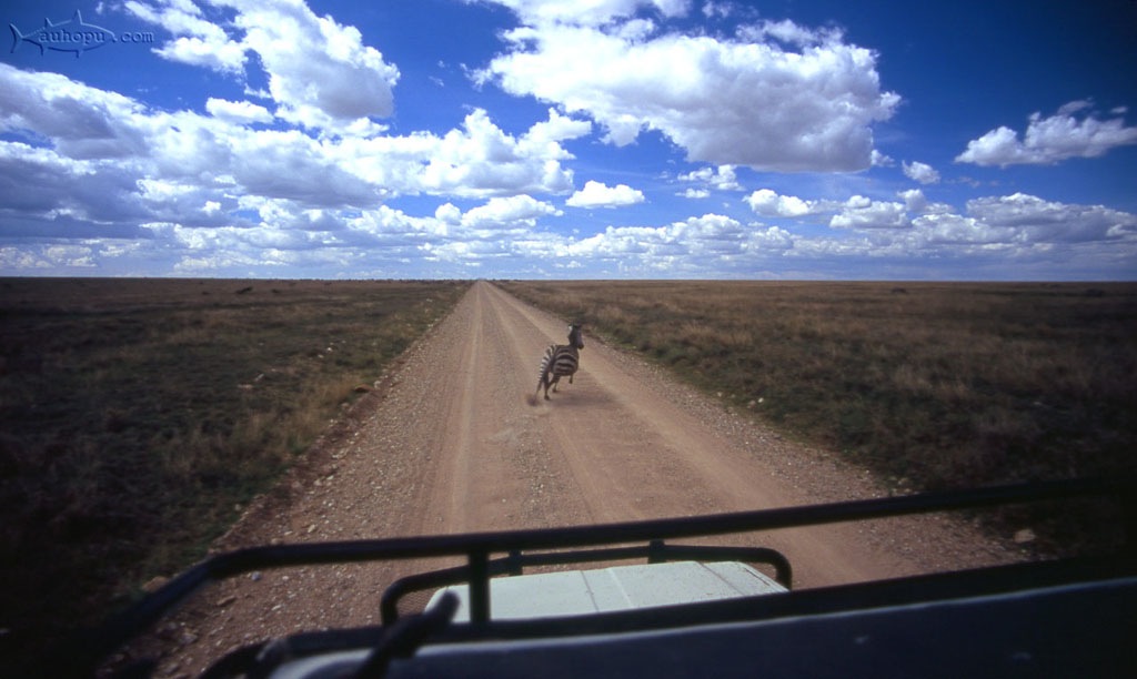 serengeti