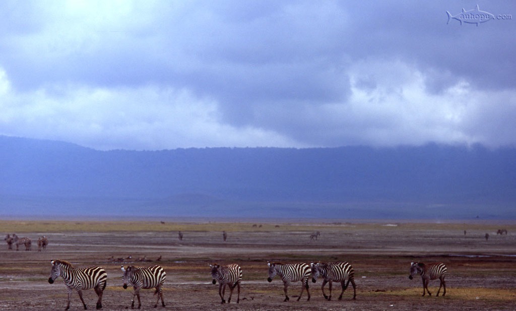 ngorongoro