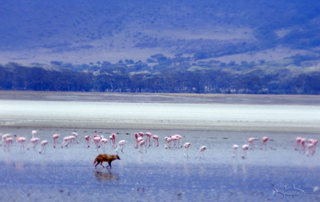 ngorongoro